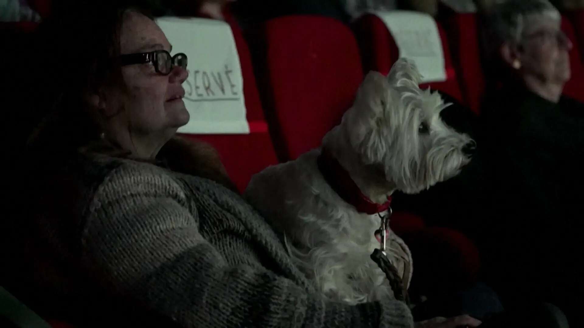 Perros de película: un cine ofrece un pase para que los espectadores vean 'La Dama y el Vagabundo' con sus mascotas