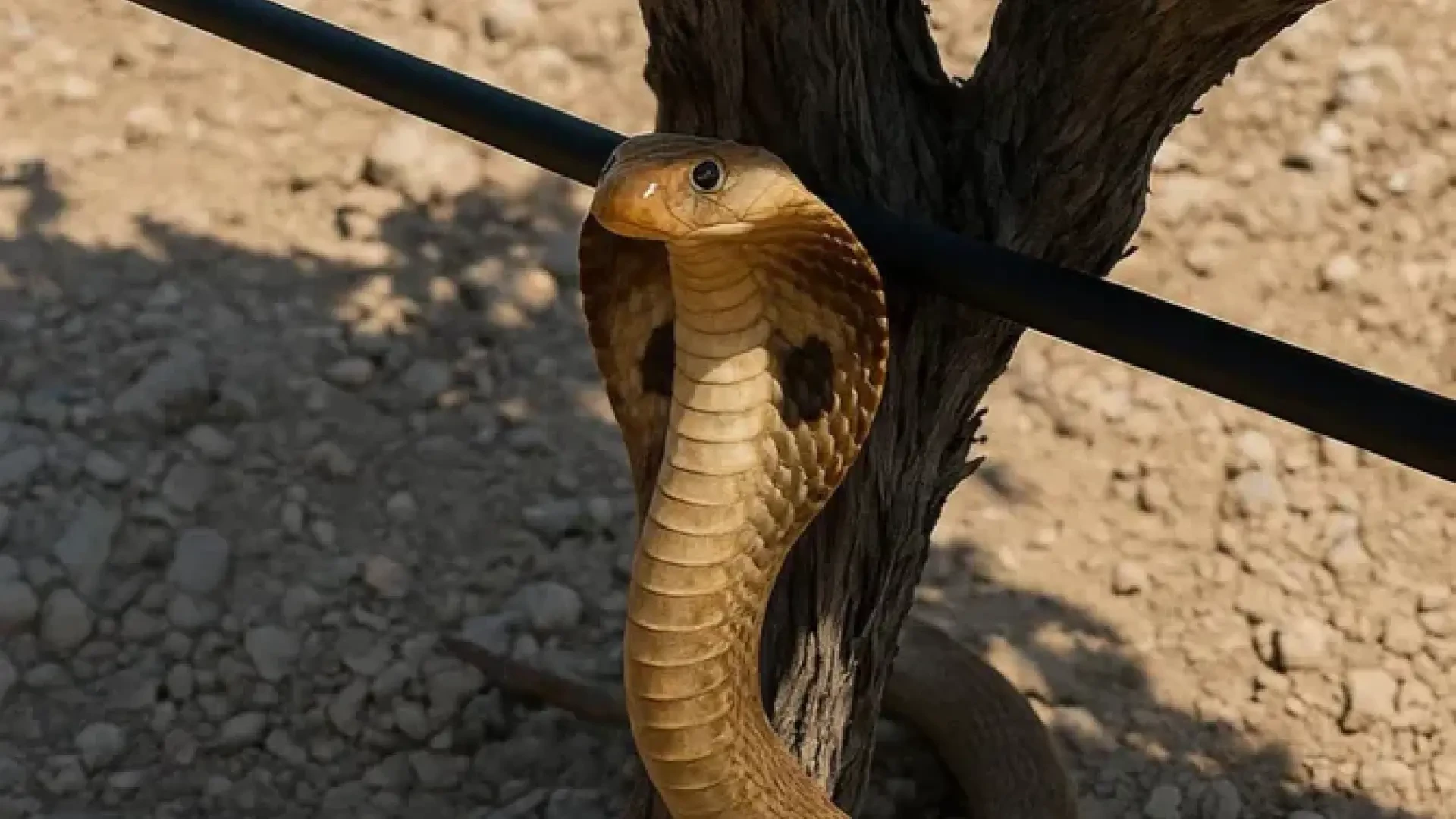 Una cobra en un viñedo generada por IA pone en alerta al pueblo de Verdú en Lleida