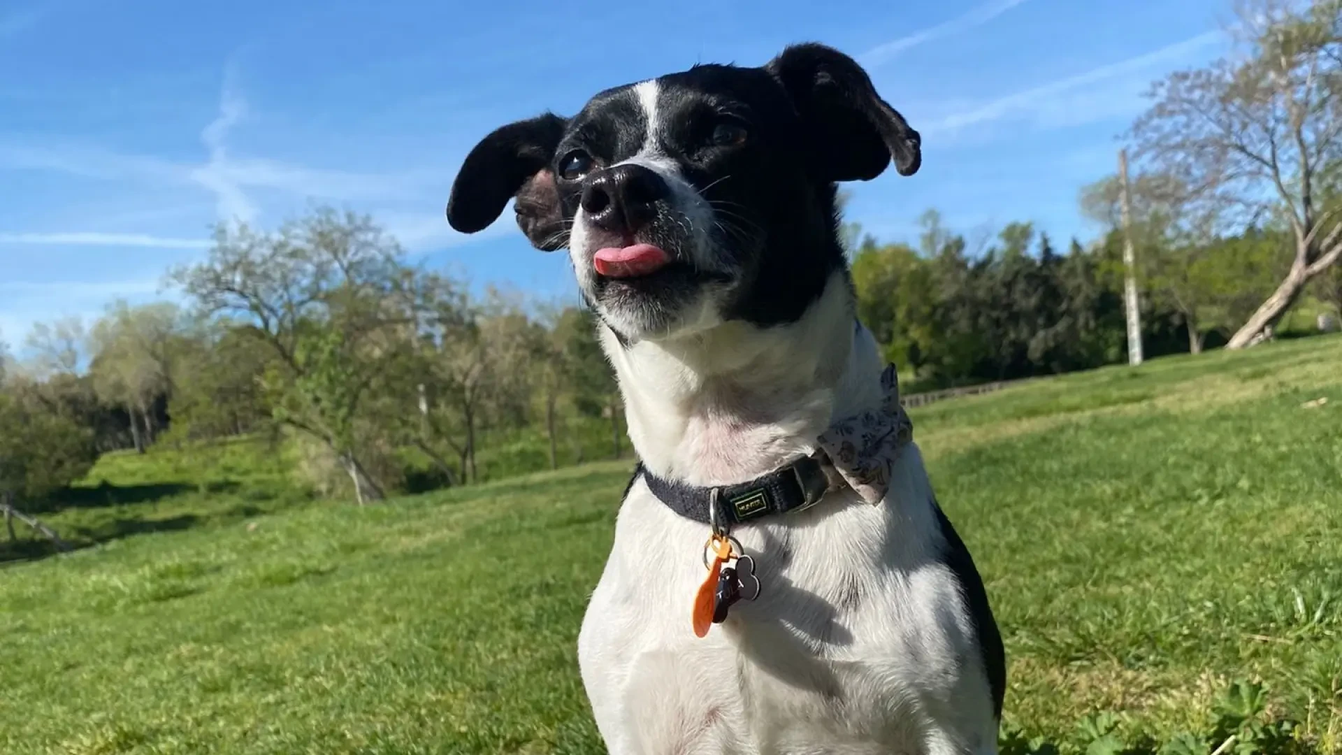 La importancia del 'tonguing': ¿Debemos dejar a nuestros perros que chupen el pis de otros?