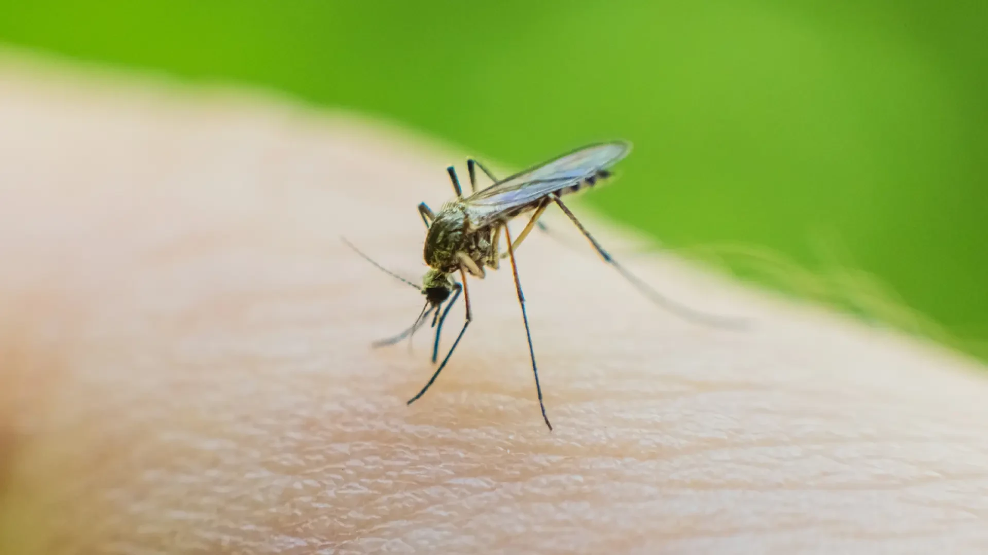 El método casero para evitar a mosquitos y otros insectos este verano