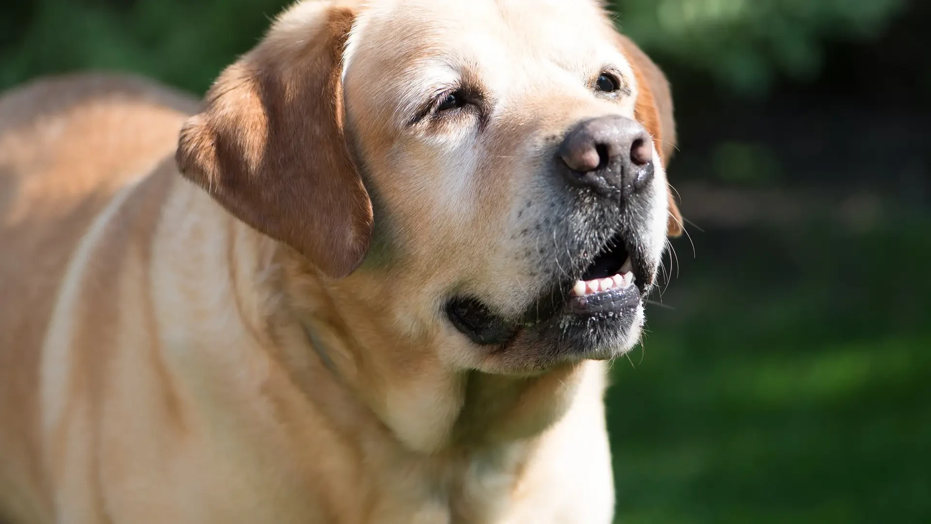 La esperanza de vida de los perros se ha alargado dos años desde 2015: estos son los motivos