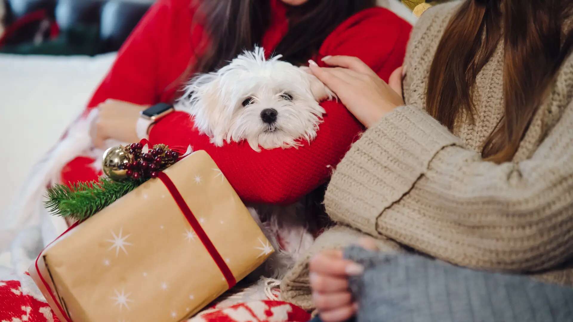 Regalar animales en Navidad, una mala idea tras las que hay estafas y malas prácticas que se repiten cada año