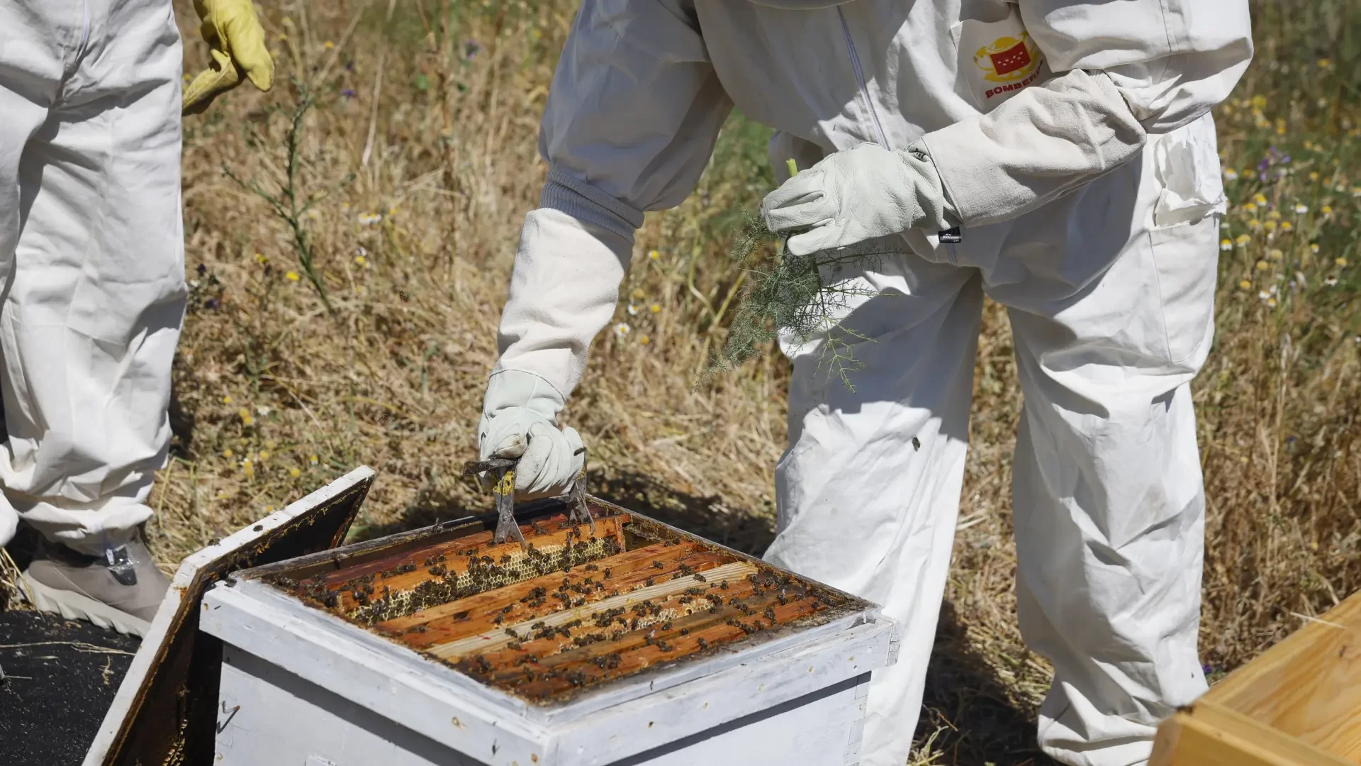 Los bomberos madrileños retiran cada año más de 600 enjambres de abejas sin colmena