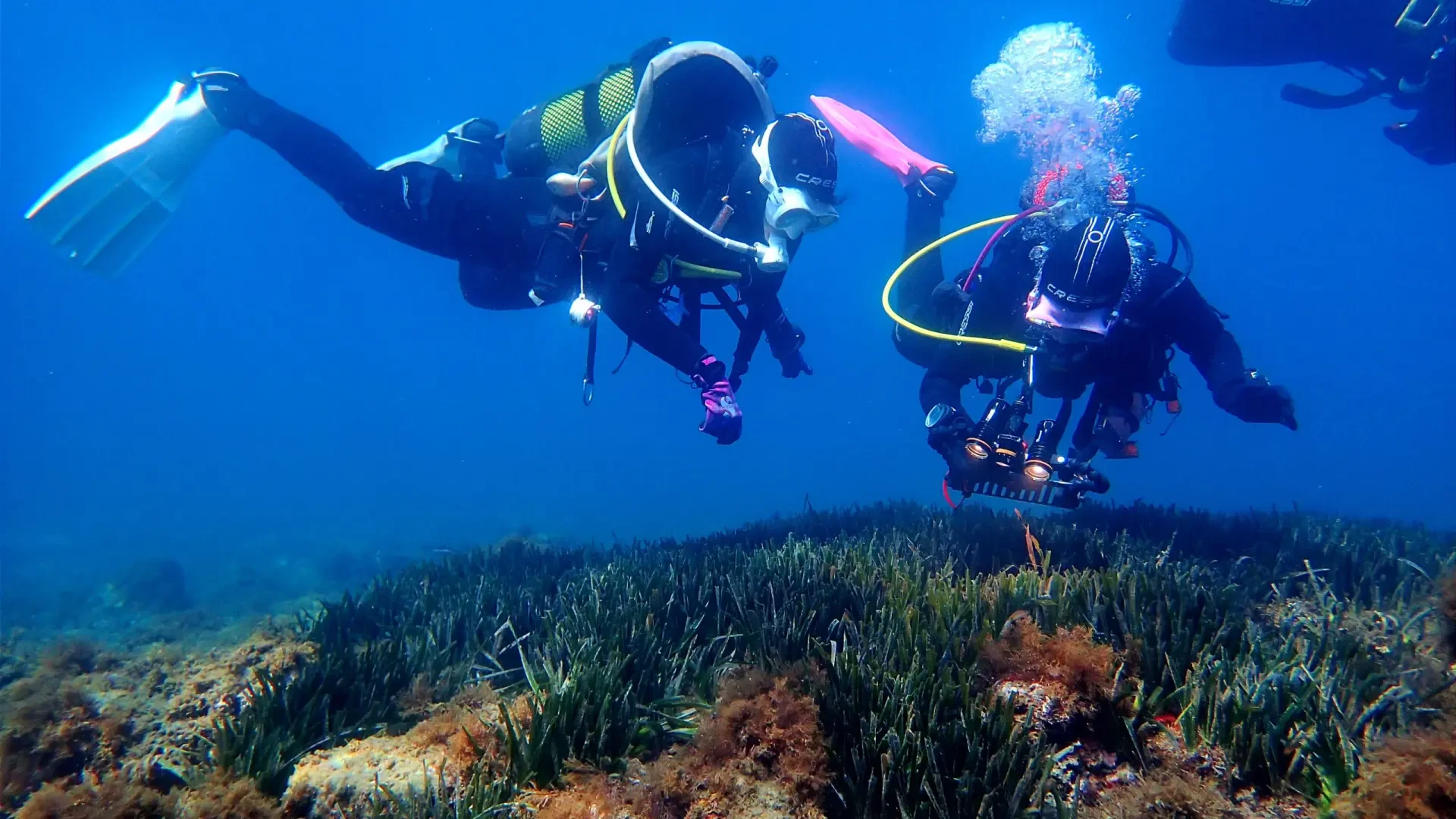 Alertan del deterioro de las posidonias del Mediterráneo: 