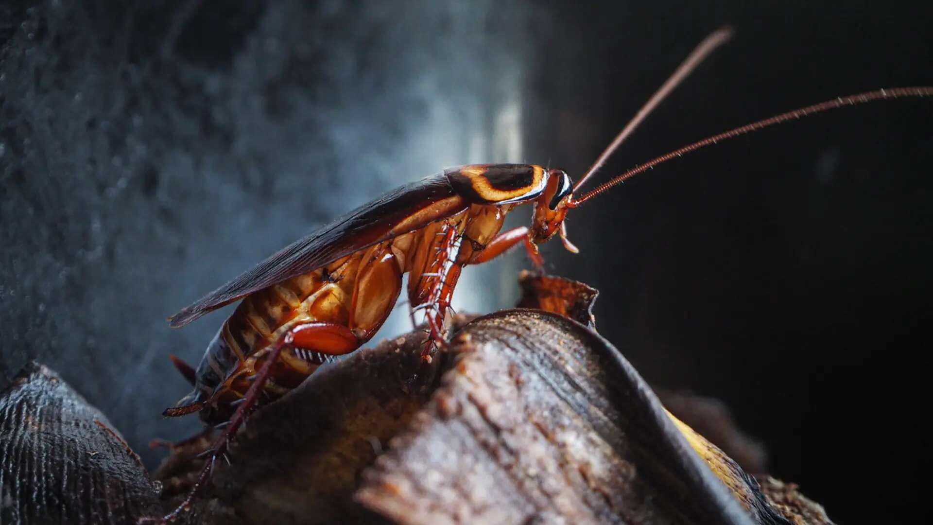 Sufría mal aliento y era producido por inhalar una cucaracha