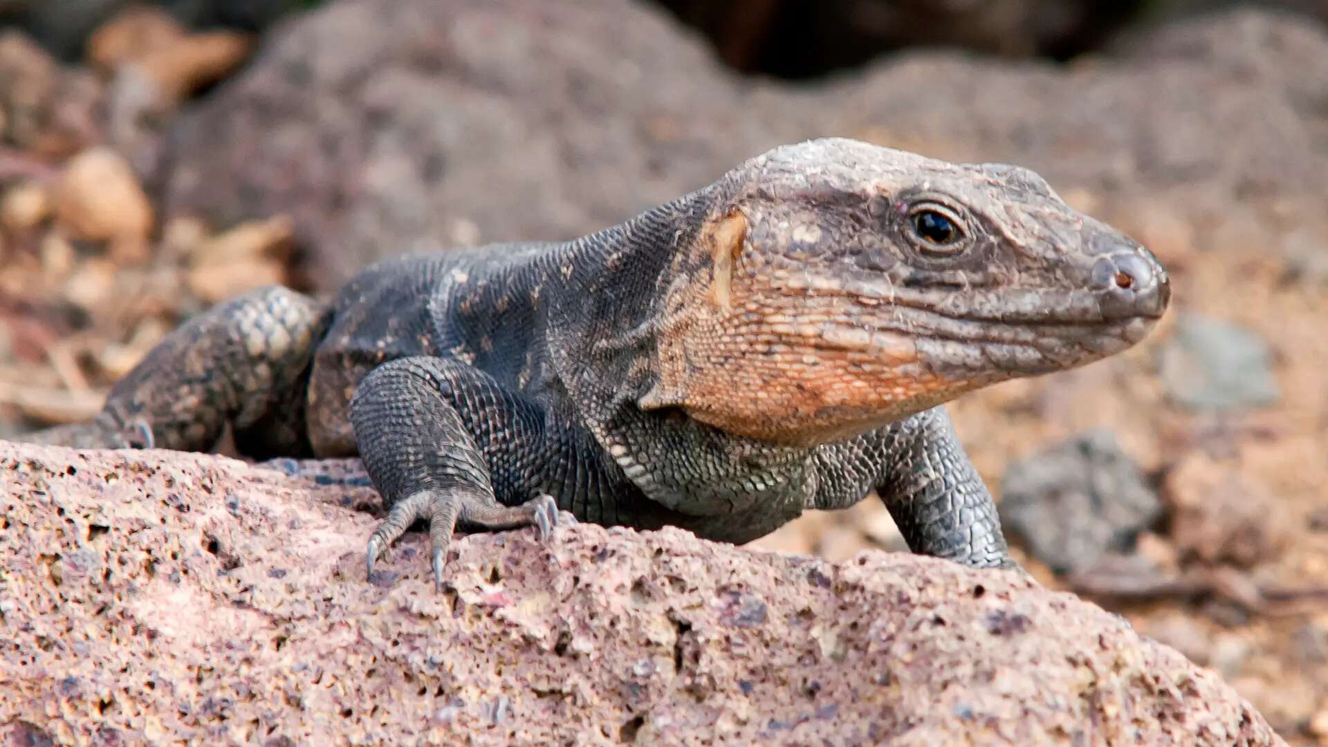 Las serpientes invasoras, una creciente amenaza para los reptiles de Gran Canaria