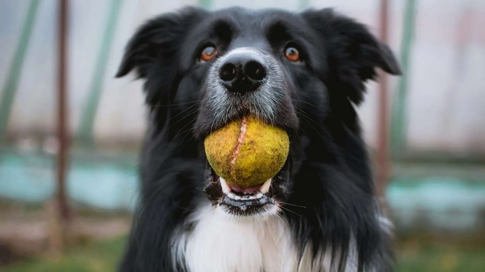 Memoria canina: comprueban que los perros pueden recordar nombres de juguetes durante años