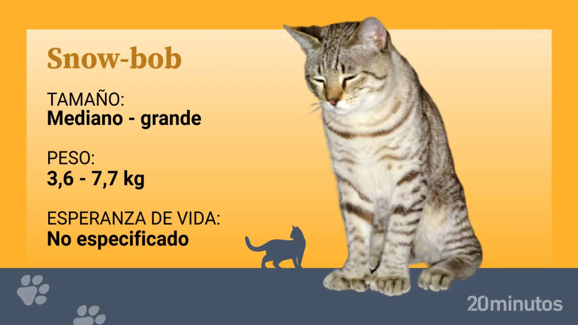 El snow-bob, un raza felina de rabo corto cuya peculiaridad es su gama de colores