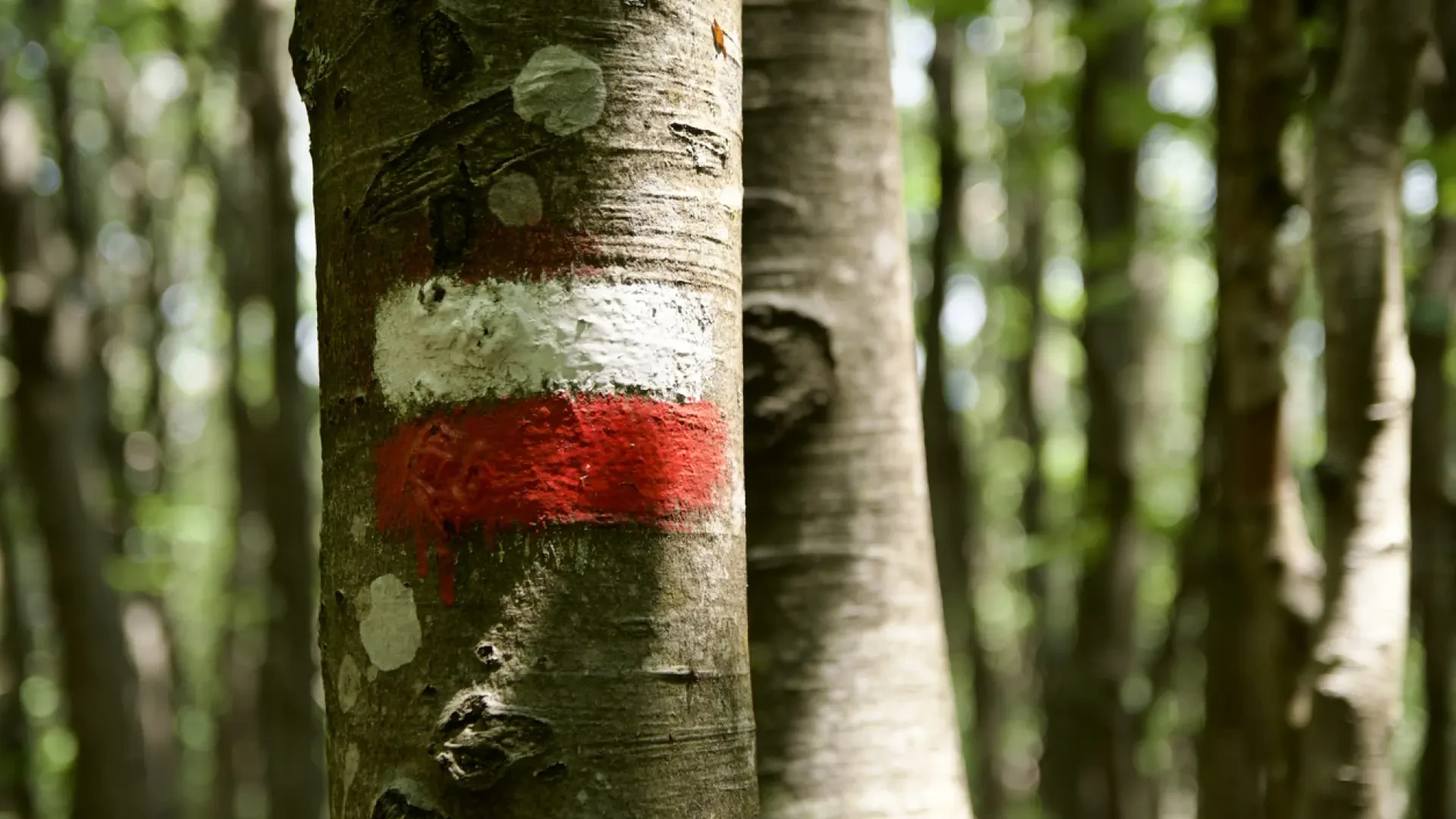 Qué significan los colores blanco, amarillo, rojo y verde en el senderismo 