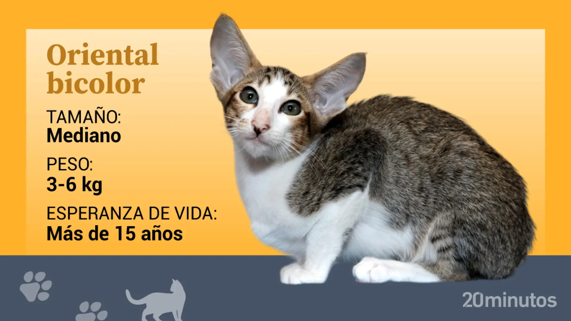 El oriental bicolor, una variedad del oriental de pelo corto elegante y muy activa