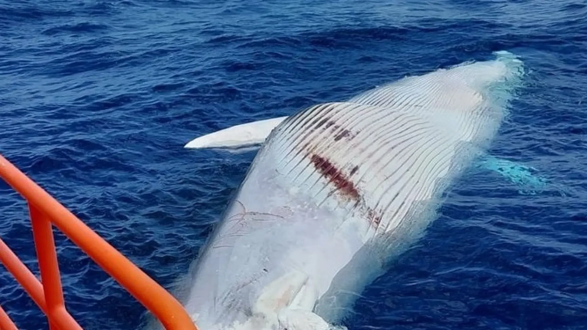 Encuentran muerta a una ballena de más de 14 metros cerca del puerto de San Cristóbal de Las Palmas