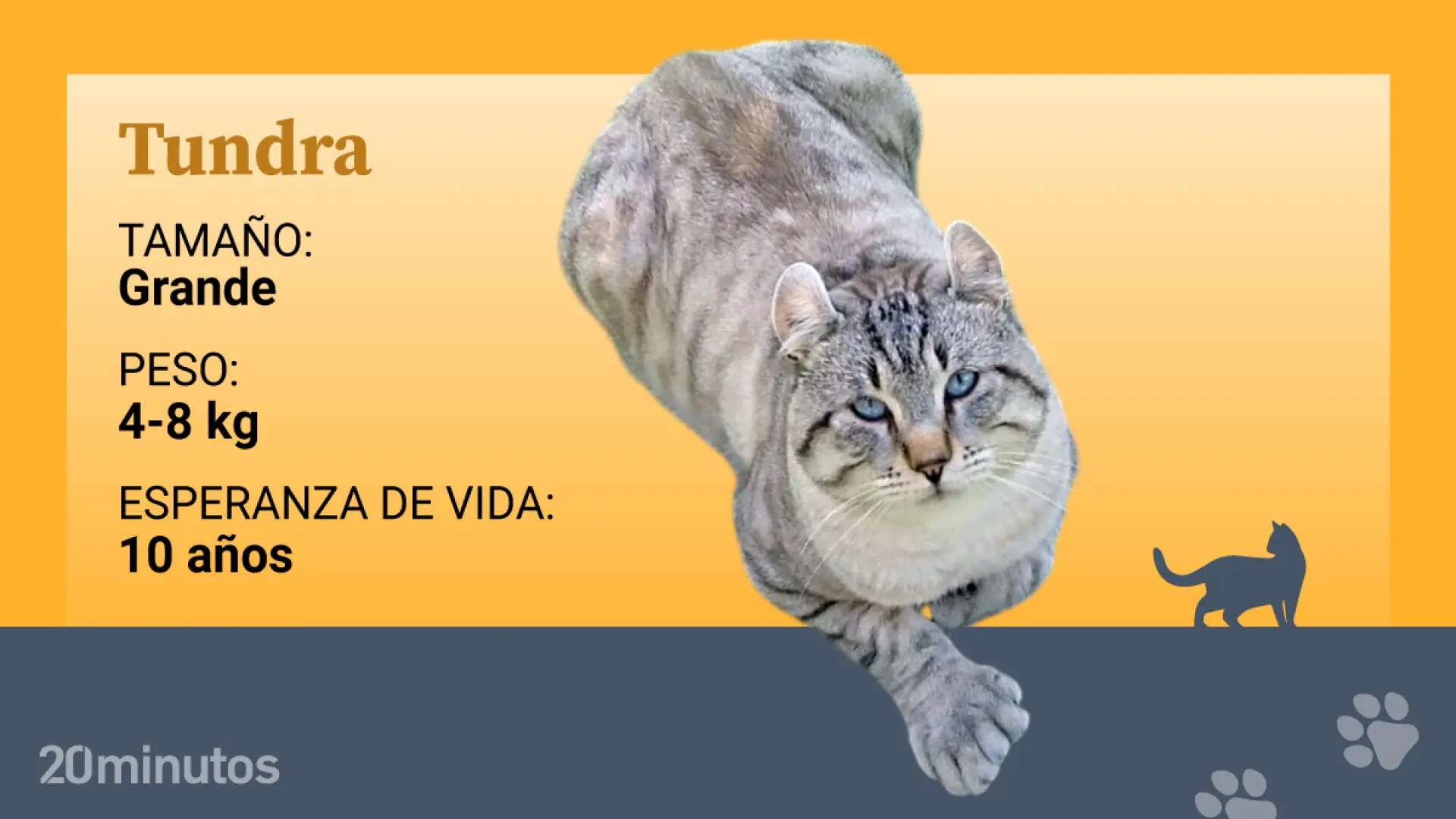 Así es el gato tundra, una raza experimental con dedos extras y de origen australiano