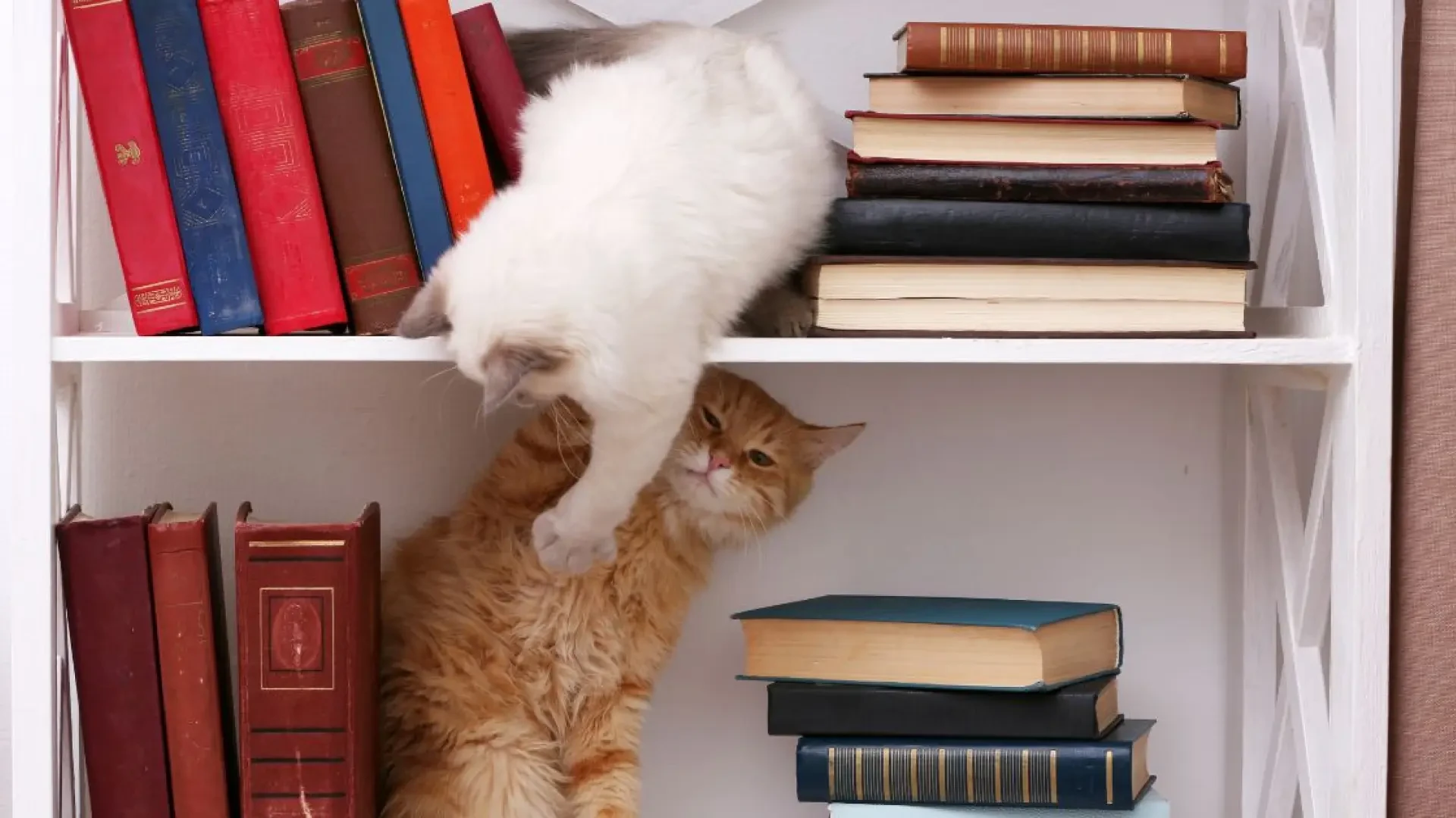 ¿Sabemos realmente cómo se llevan nuestros gatos? Un estudio masivo analiza la convivencia entre felinos