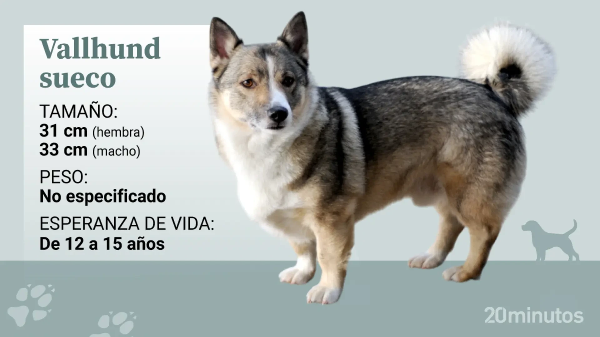 El vallhund sueco, un perro pequeño pero alerta, enérgico y con alma de vikingo