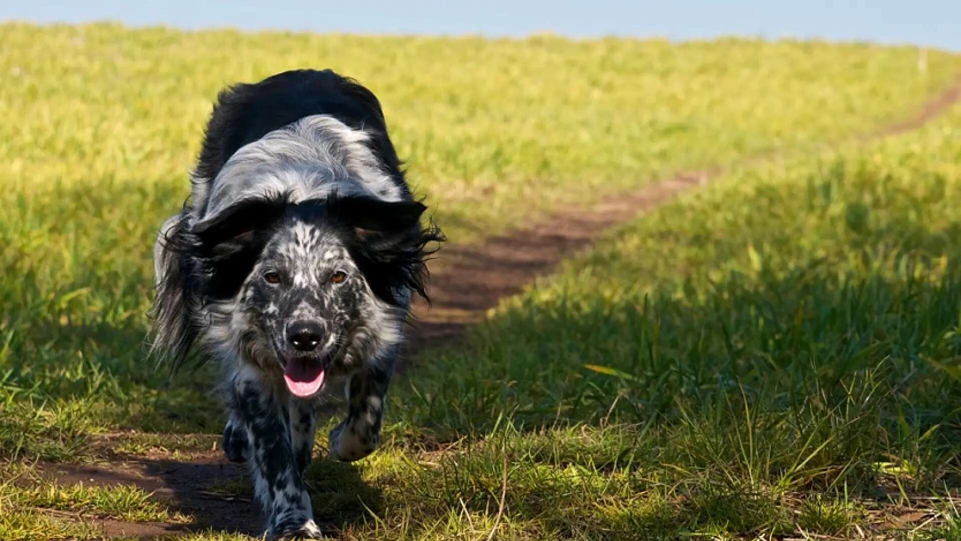 La conducta predatoria en los perros, un instinto natural que puede convertirse en un problema