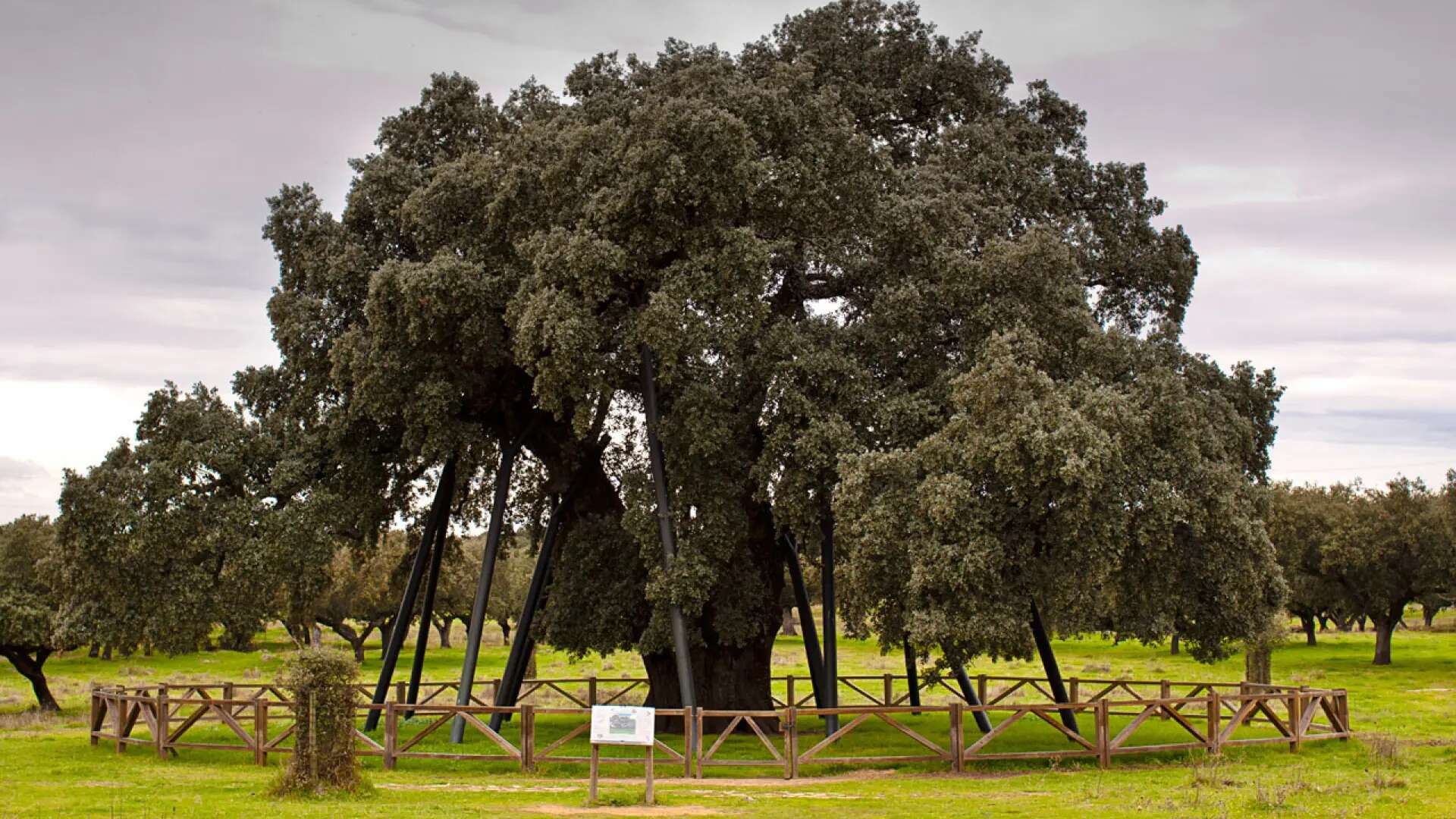 La encina más antigua y grande del mundo está en España: un ejemplar de 800 años en Extremadura