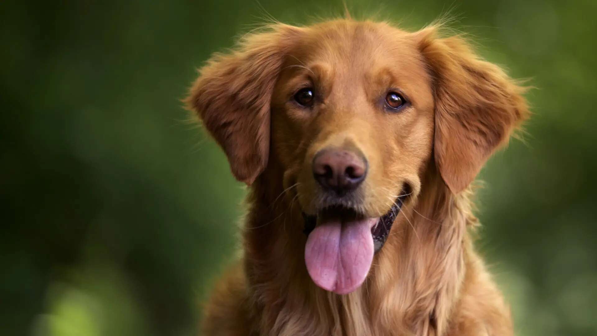 ¿Estás pensando en adoptar un perro? Esto es lo que te va a costar