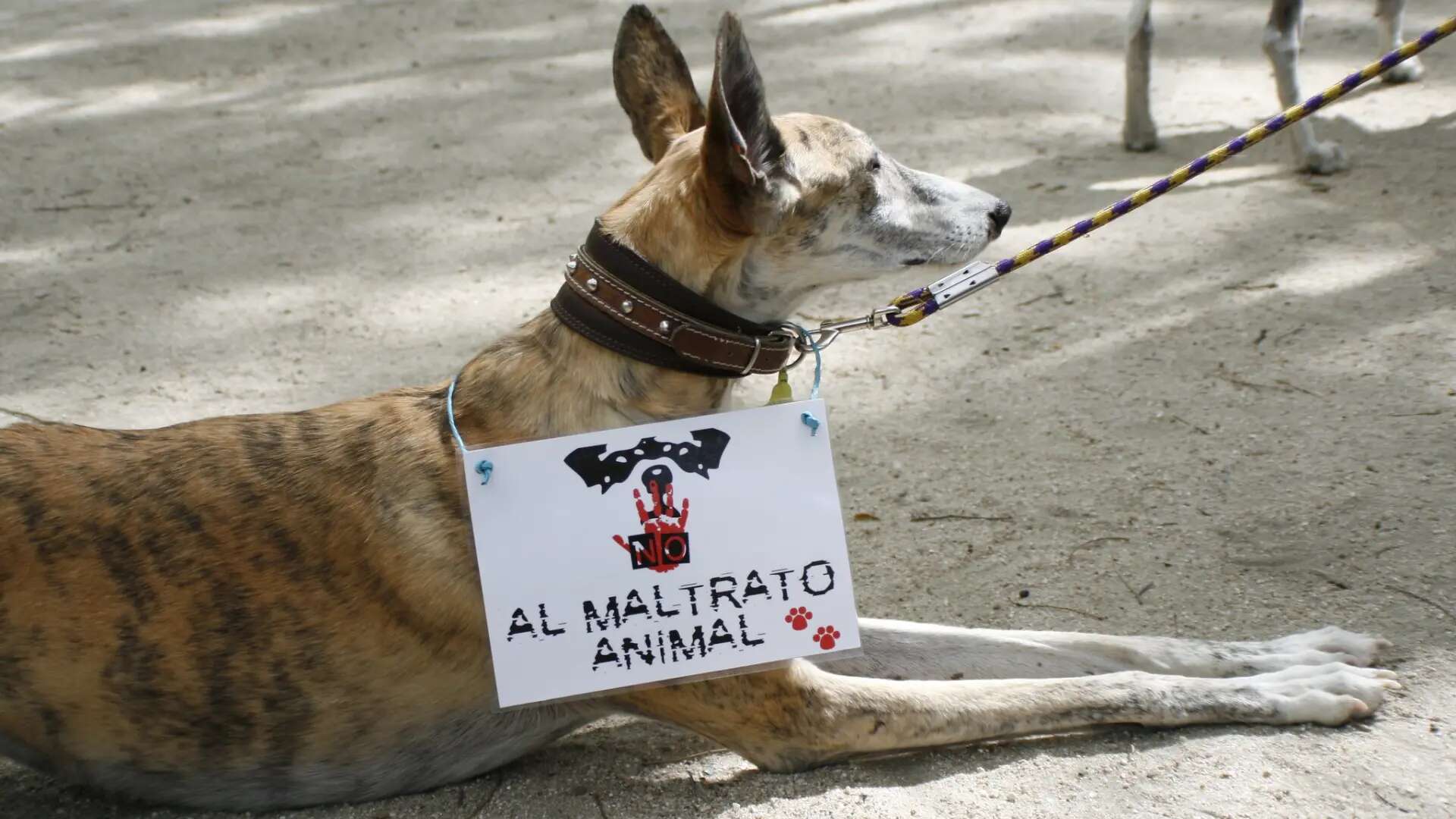 Operadores jurídicos proponen una Fiscalía Especializada en Delitos contra los Animales