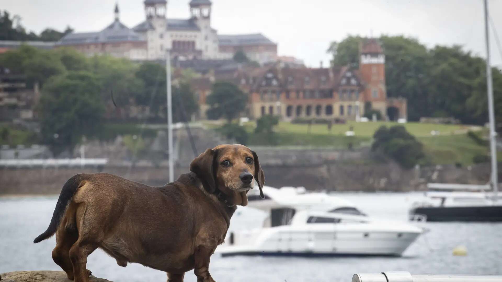 Un estudio avala que los perros comprenden mejor las voces humanas con ritmo más lento