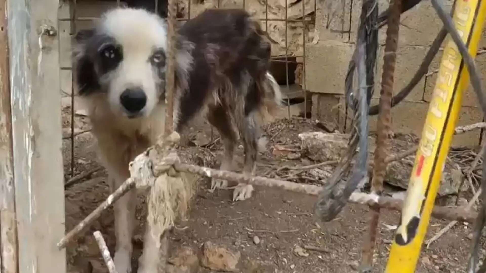 La Guardia Civil denuncia a dos personas por tener animales sin registrar y en malas condiciones