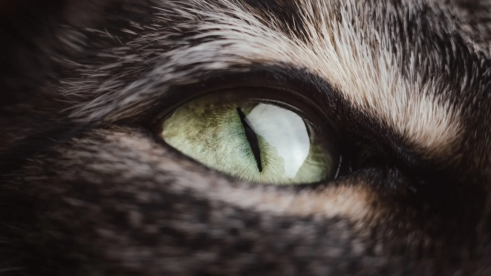 ¿De qué color ven los gatos? Así funciona la visión felina