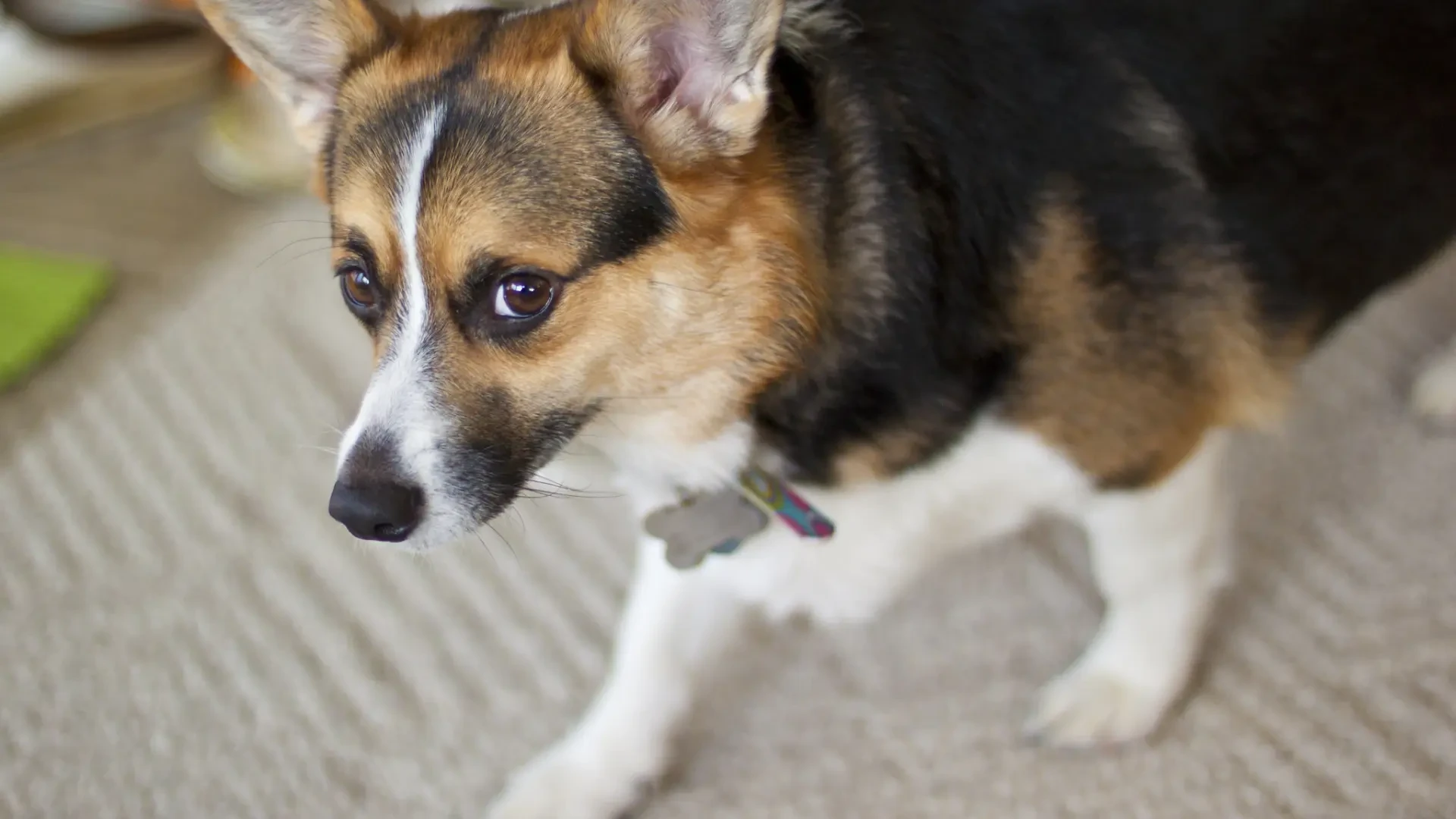 Los 'perros culpables', protagonistas de las redes: lo que de verdad muestran esos vídeos virales