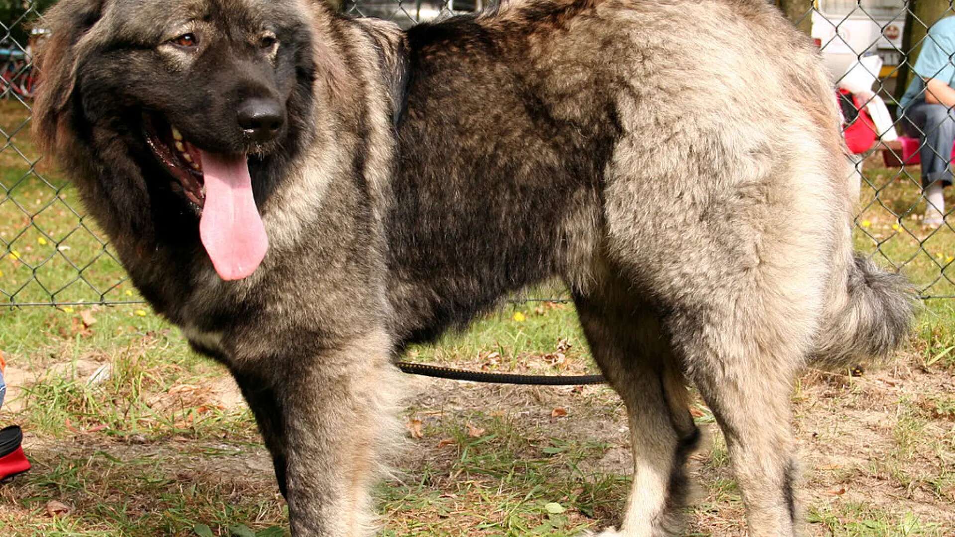 Localizan en una explotación ganadera al perro que mató a un hombre en Palencia