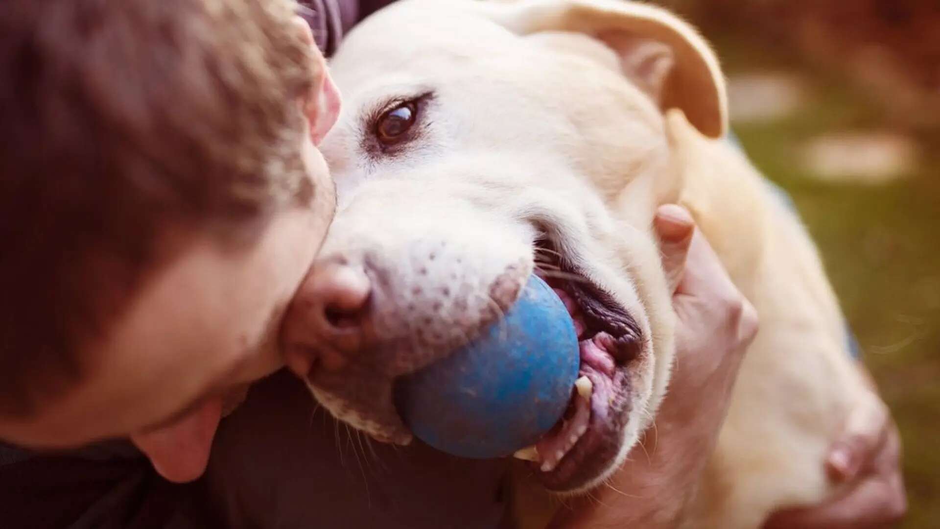 Los perros reflejan el estrés de sus humanos y se les acelera el ritmo cardíaco por 'contagio emocional'