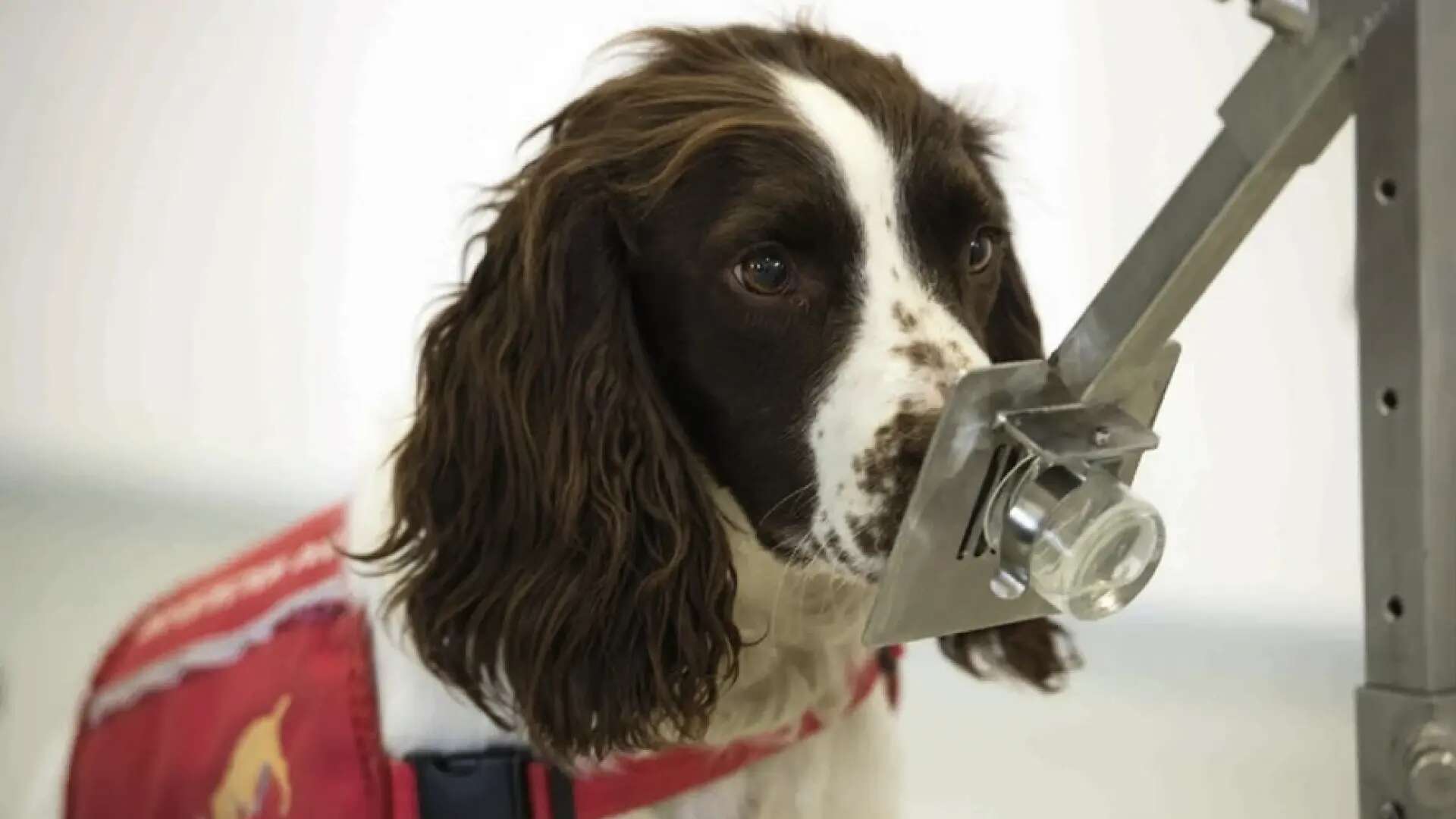 Los perros como detectores de cáncer en otros perros, un avance revolucionario