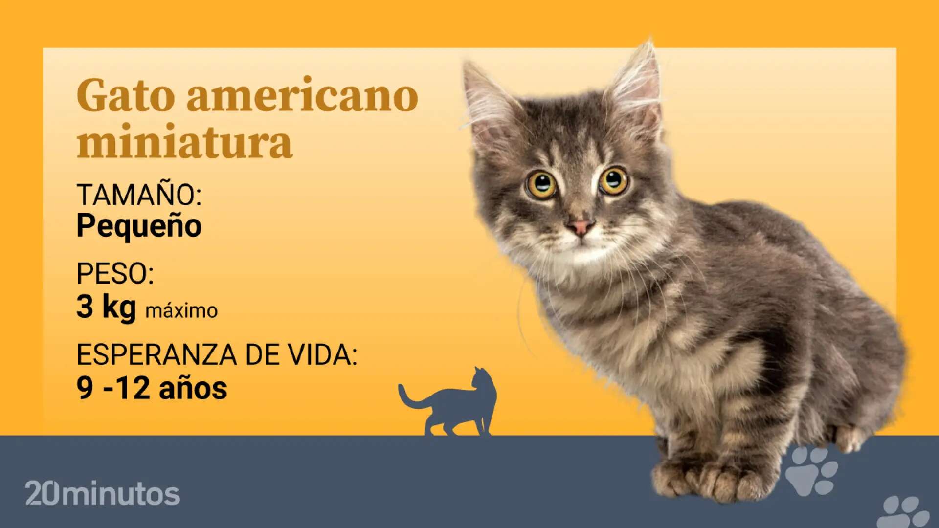 El gato americano miniatura, una raza muy rara cuyo programa de cría se interrumpió en 2015