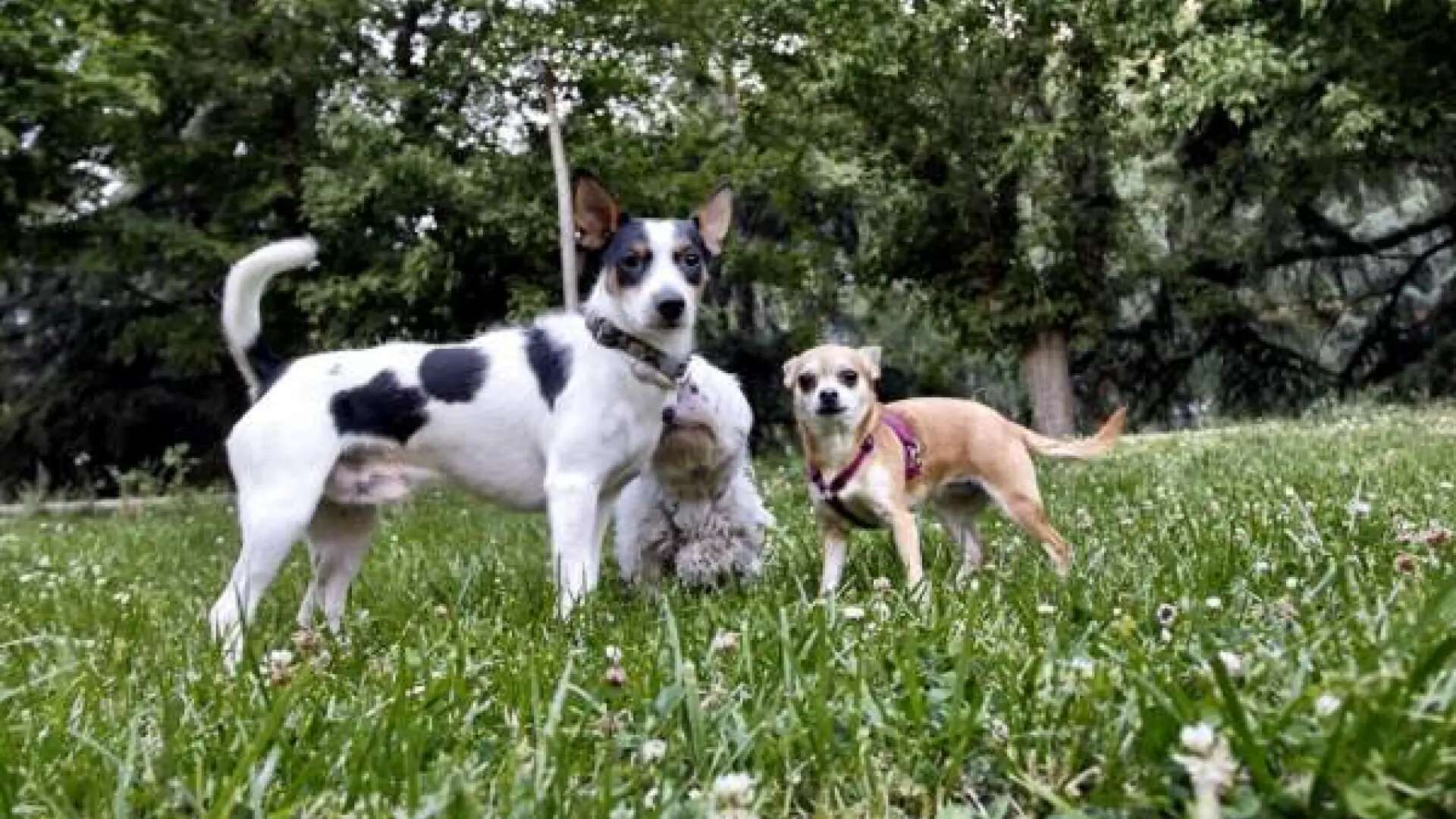 Las cinco razas de perro ideales para dueños primerizos, según un veterinario