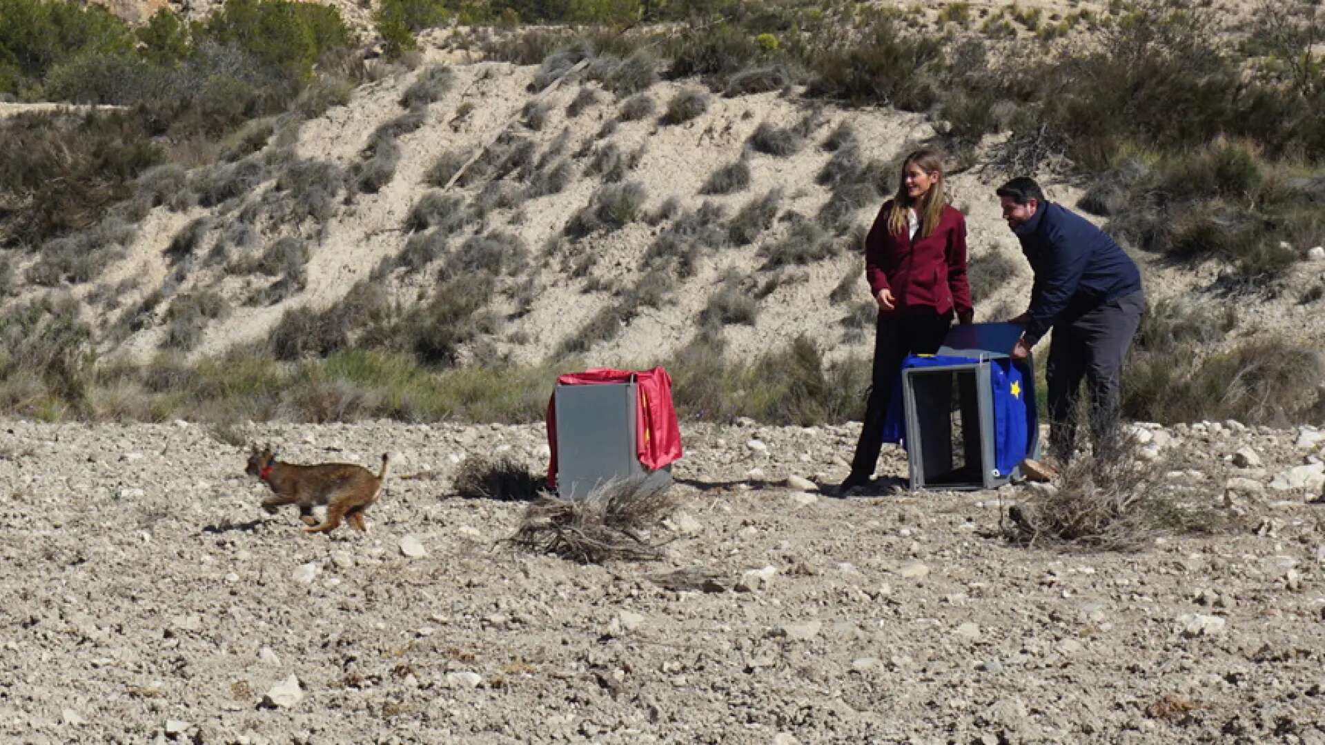 España liberará 21 linces ibéricos este año mientras se va 