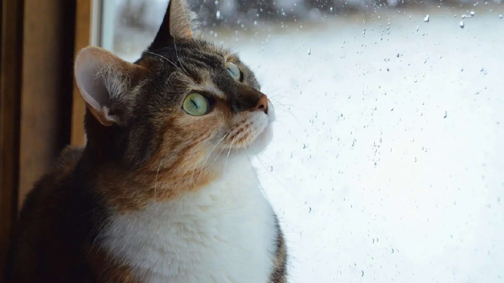 Cómo debemos despedirnos de nuestro gato cuando salimos de casa