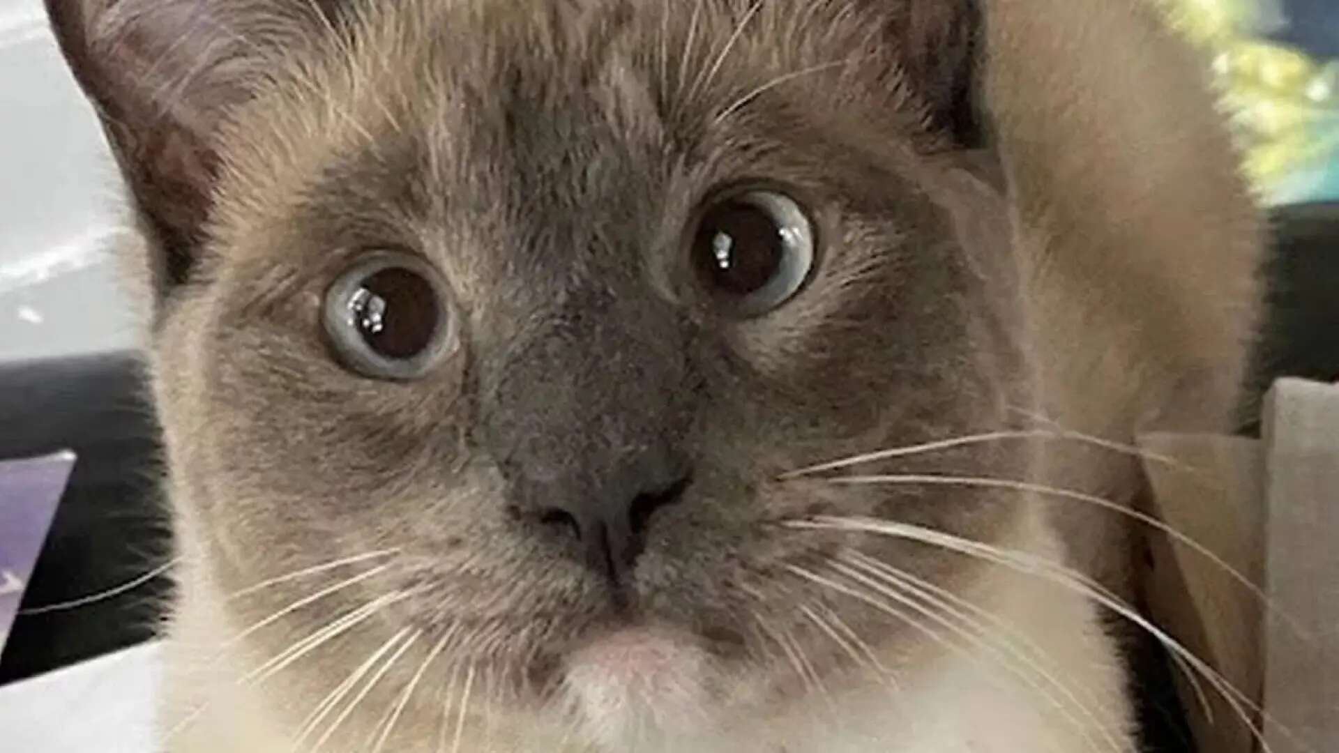 Un gato perdido recorre 1.500 km durante dos meses para regresar a su casa