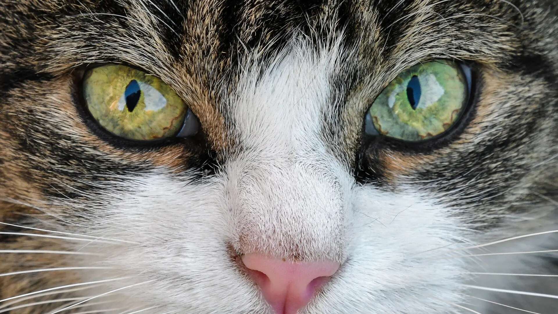 La vida a través de los ojos de un gato: un hombre pone una cámara al suyo y descubre esto