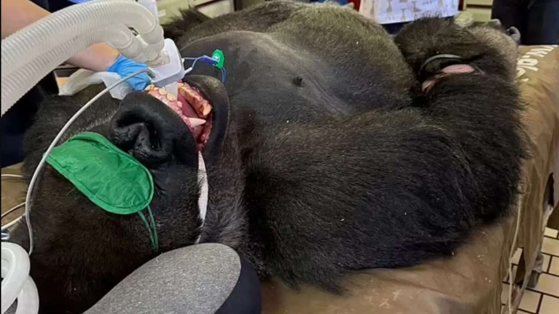 La complicada operación a un gorila de 185 kilos para curarle un absceso: 