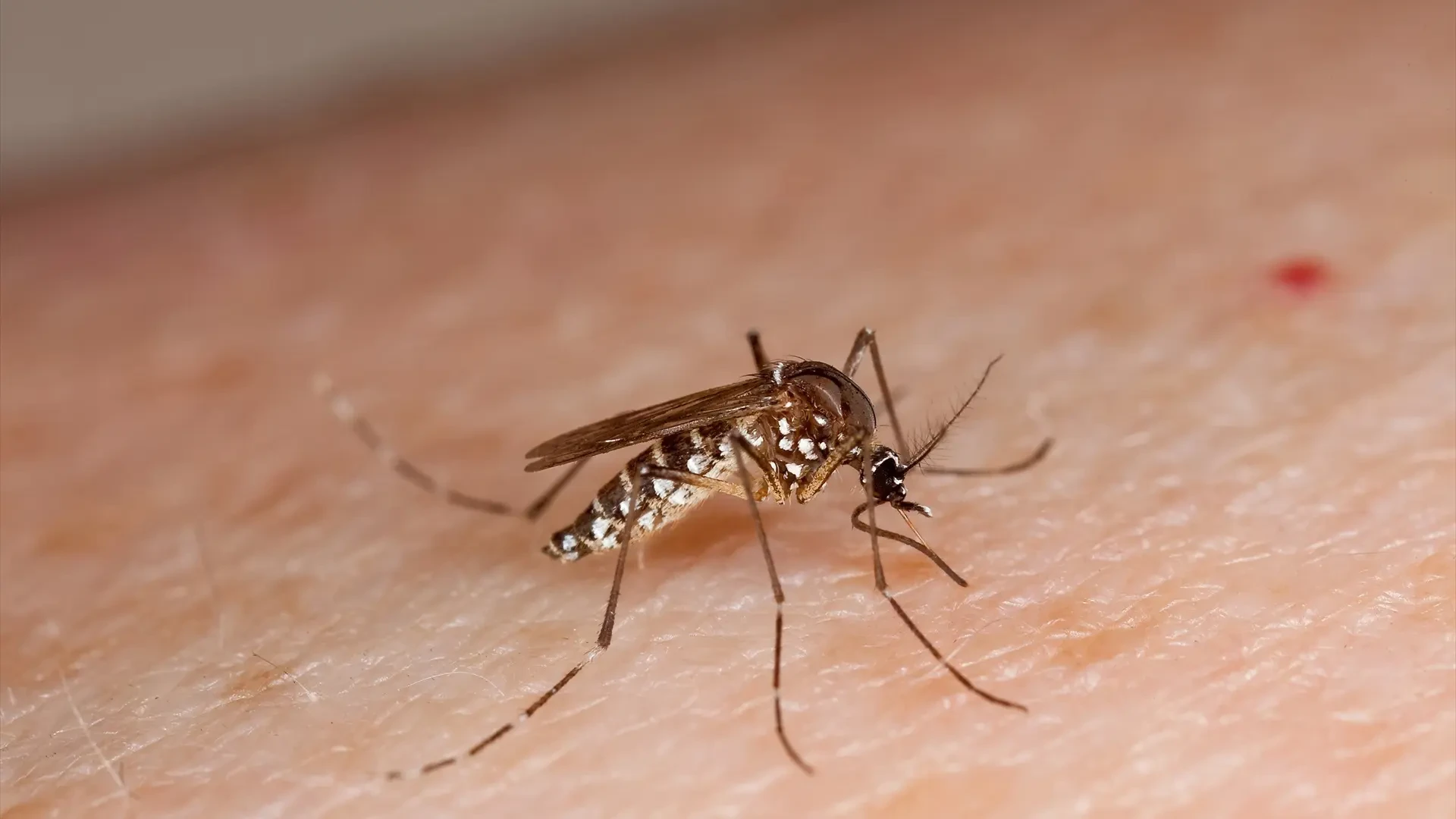 Catalunya detectó 528 casos de dengue entre 2022 y 2024, un 2% casos autóctonos