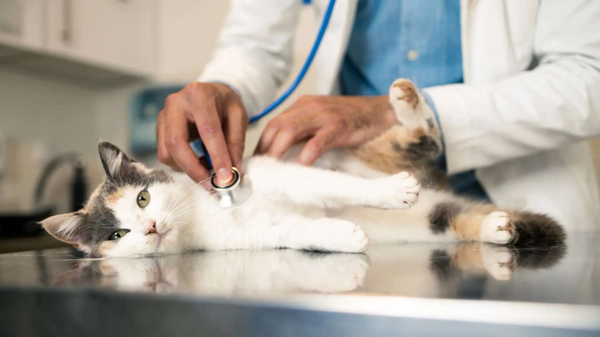 Los accidentes asegurados que causan las mascotas tienen un coste medio de 239 euros