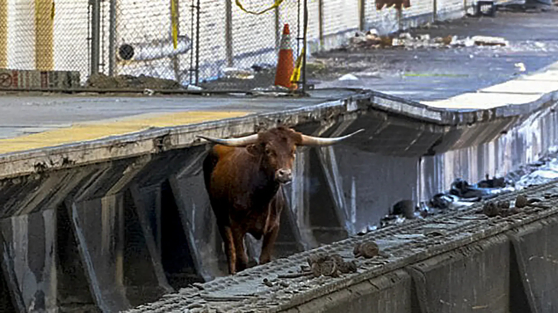 Un toro salta a las vías y retrasa casi una hora los trenes entre Nueva York y Nueva Jersey