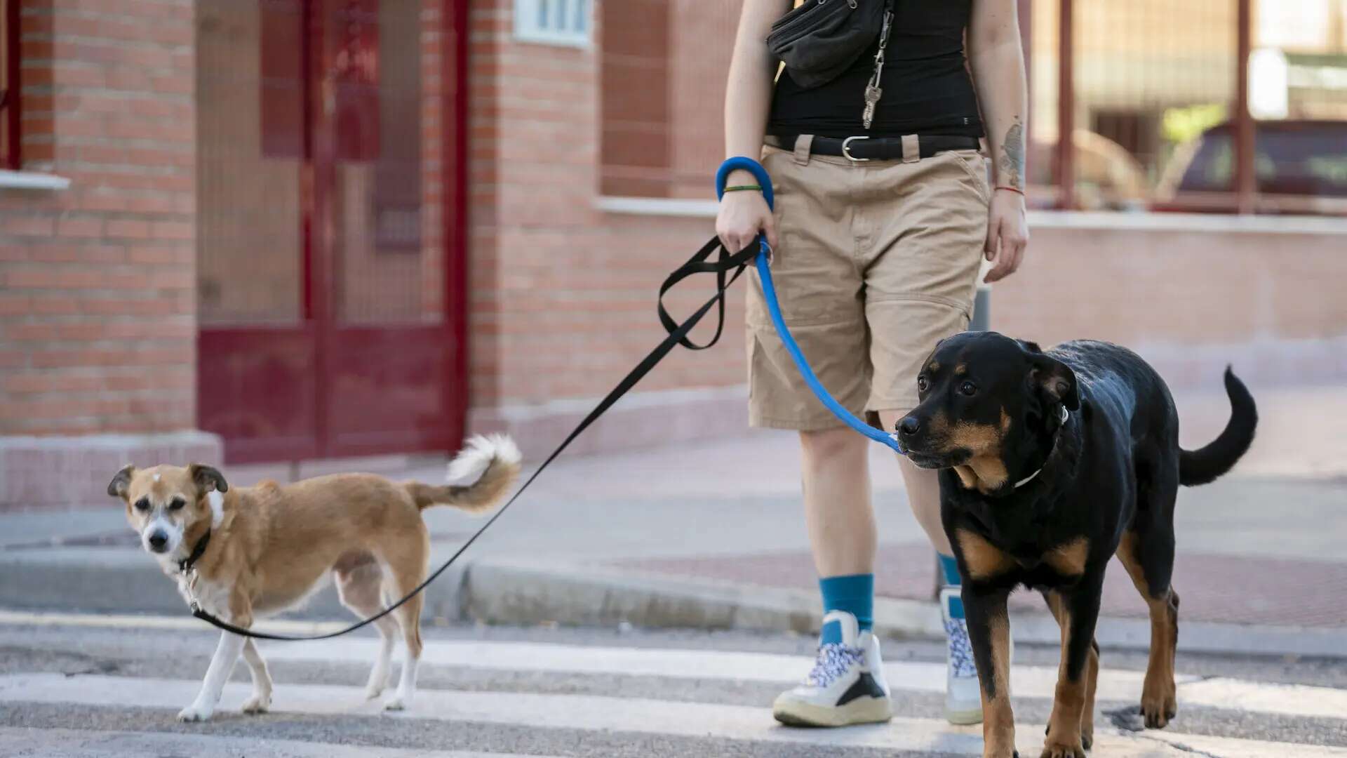 El valor de asignar tareas caseras a los perros, una buena práctica de estimulación mental canina