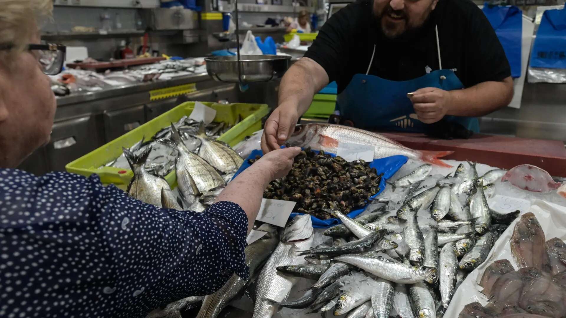 Las sardinas comen peor por culpa del cambio climático: se alimentan de microplásticos