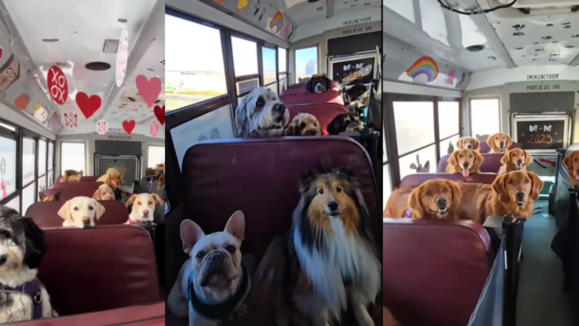 Un autobús adaptado a 'los más peludos' de la casa: fiestas caninas, comida y todo tipo de entretenimiento para perros