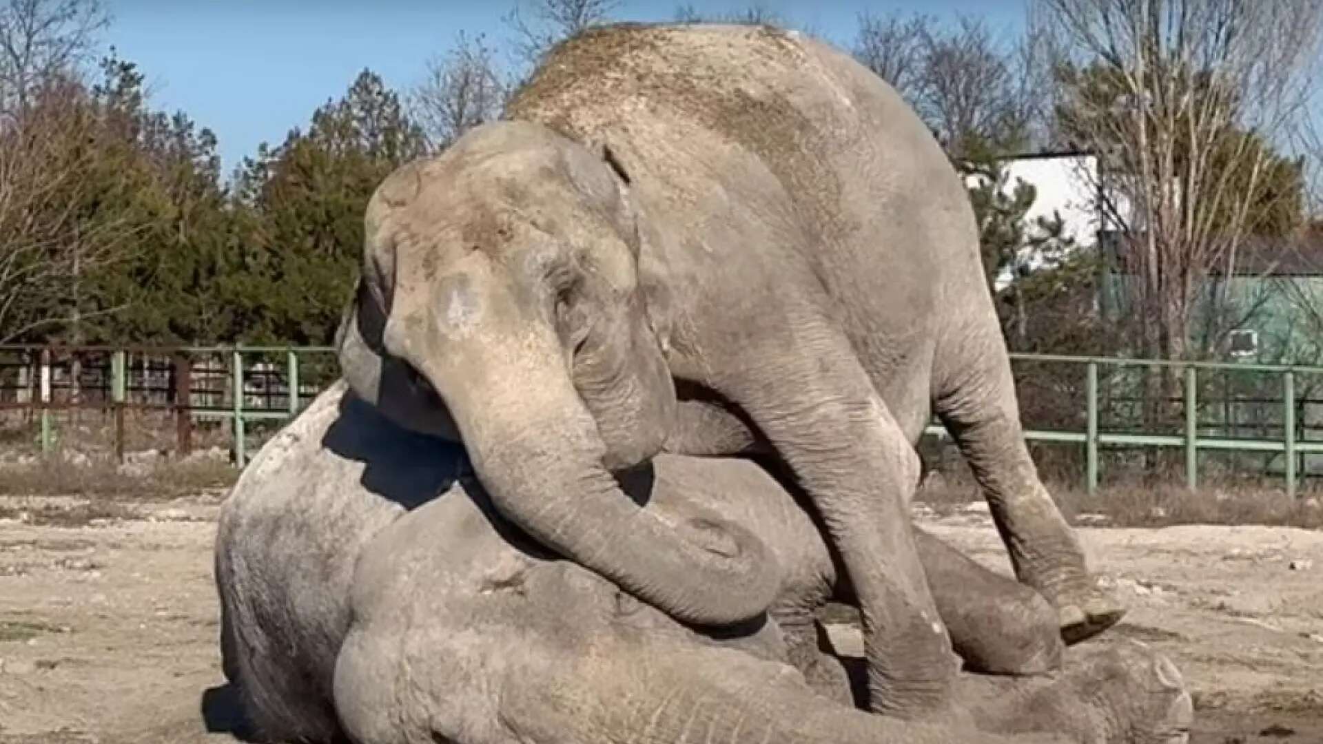 El desgarrador vídeo de una elefanta despidiéndose de su compañera muerta tras pasar 40 años juntas