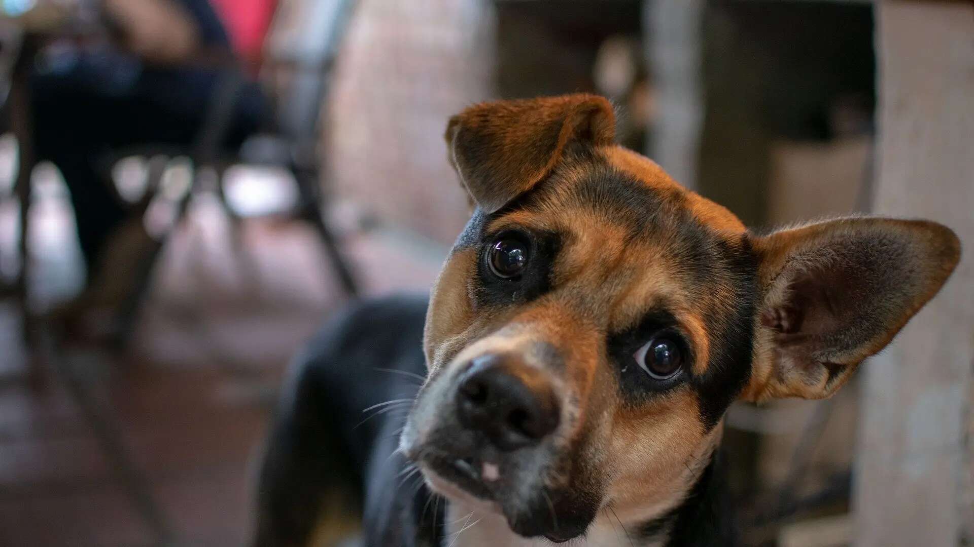 Los perros son capaces de reconocernos únicamente por la voz