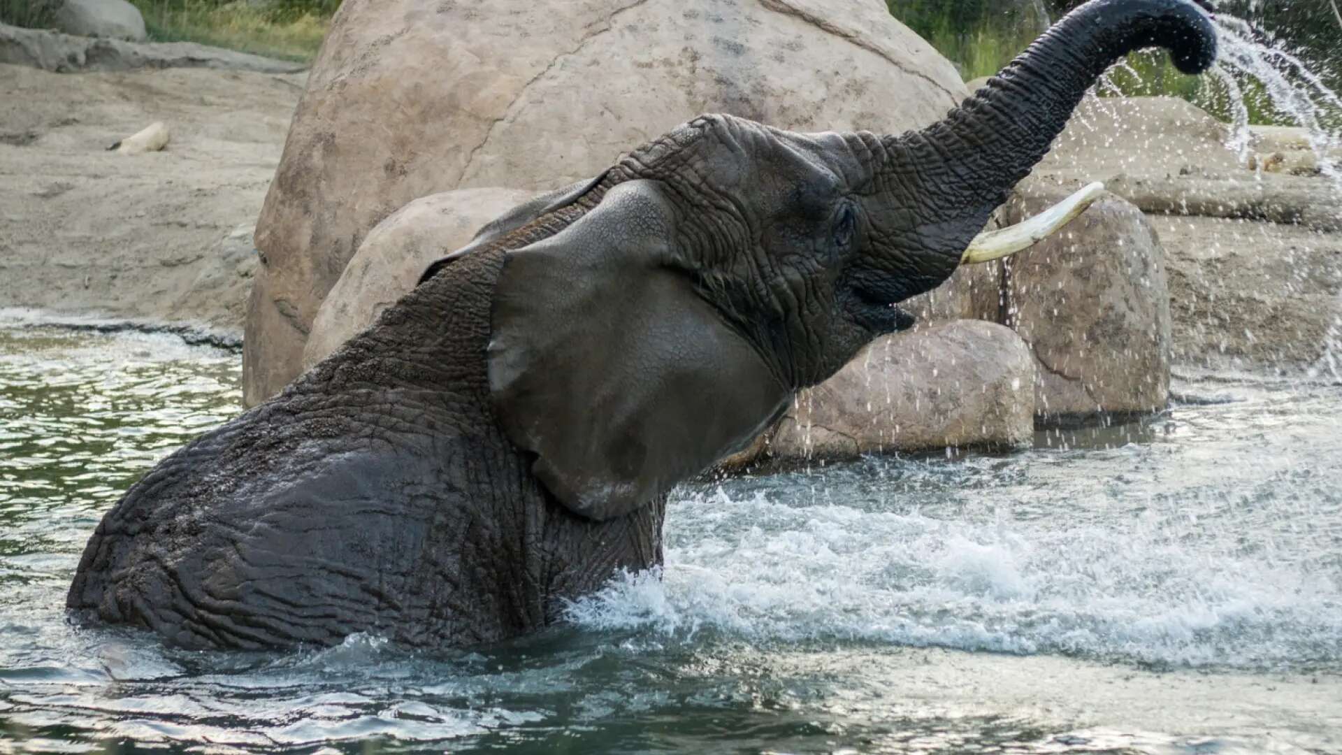 El Tribunal de Colorado niega que cinco elefantes de un zoológico local sean 