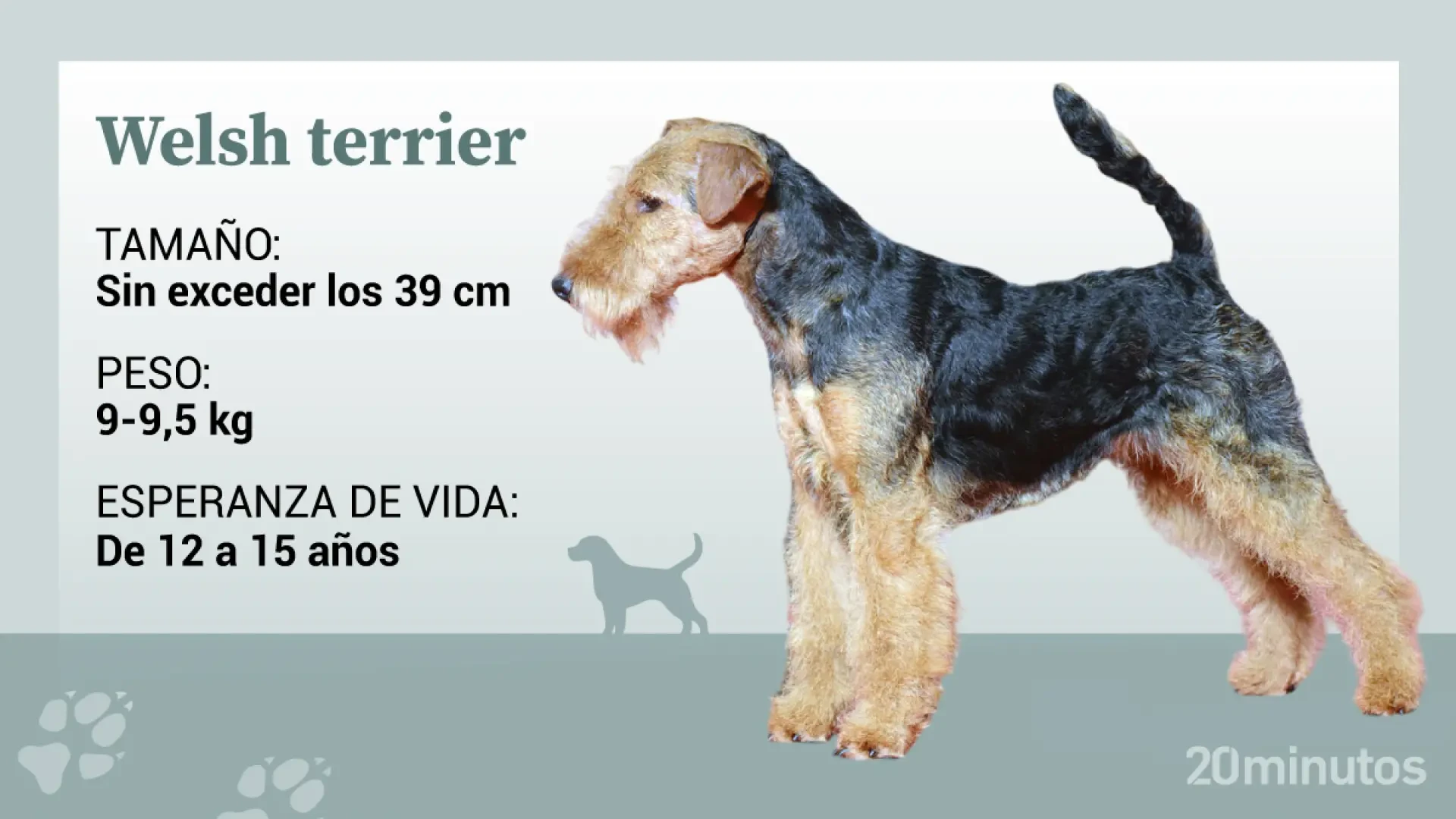 El welsh terrier, un perro cariñoso, bueno con los niños y muy enérgico