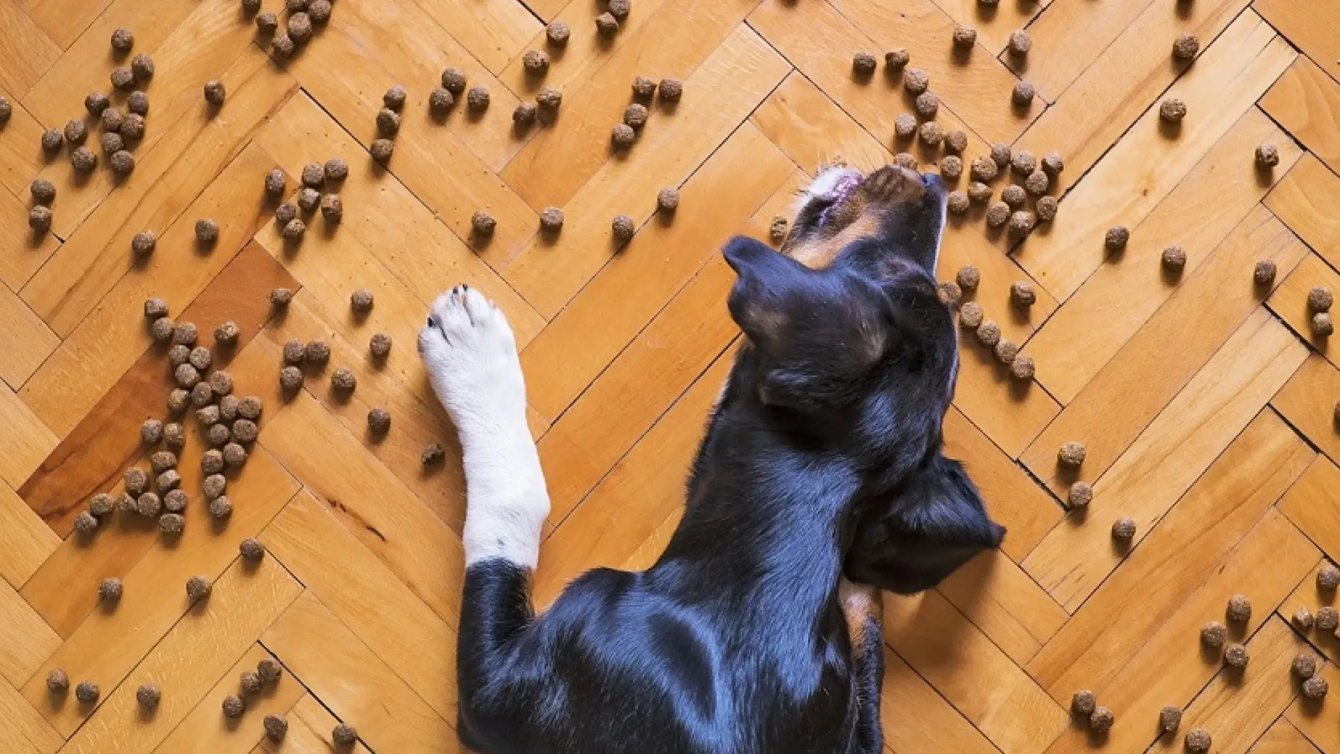 Sensibilidad al gluten en los animales de compañía: ¿existen los perros celiacos?