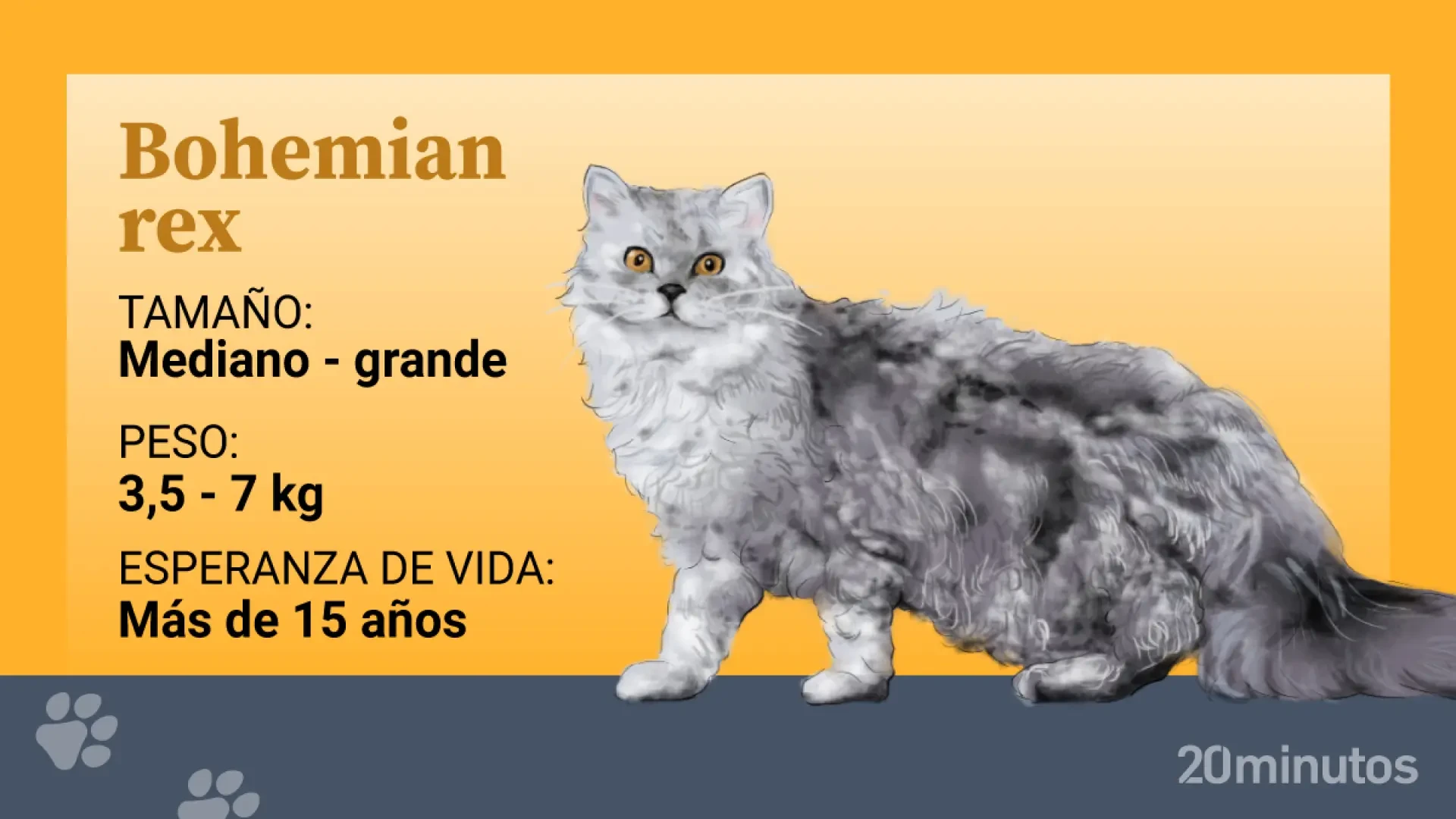 Así es el bohemian rex o gato de pelo rizado checo, una mutación espontánea de los gatos persas