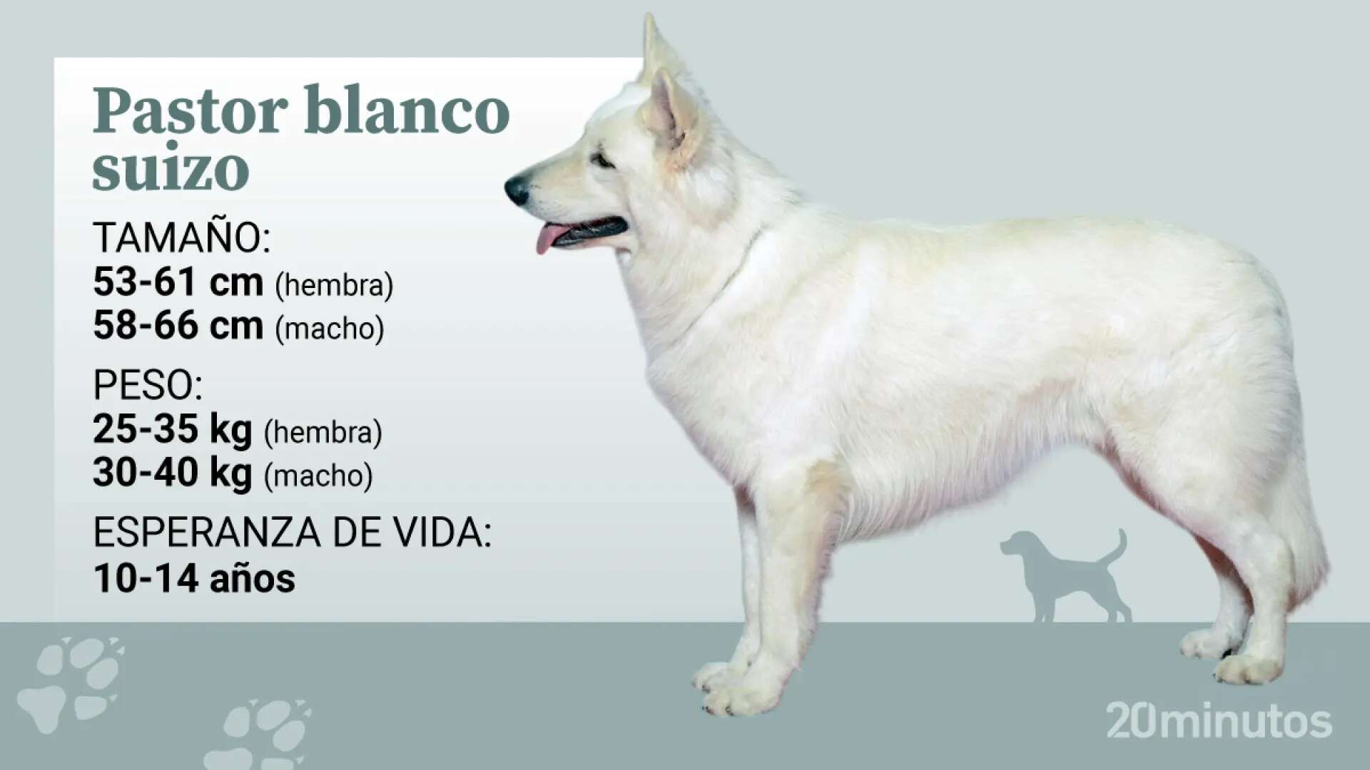 El perro pastor blanco suizo, la raza que surgió del pastor alemán de color blanco