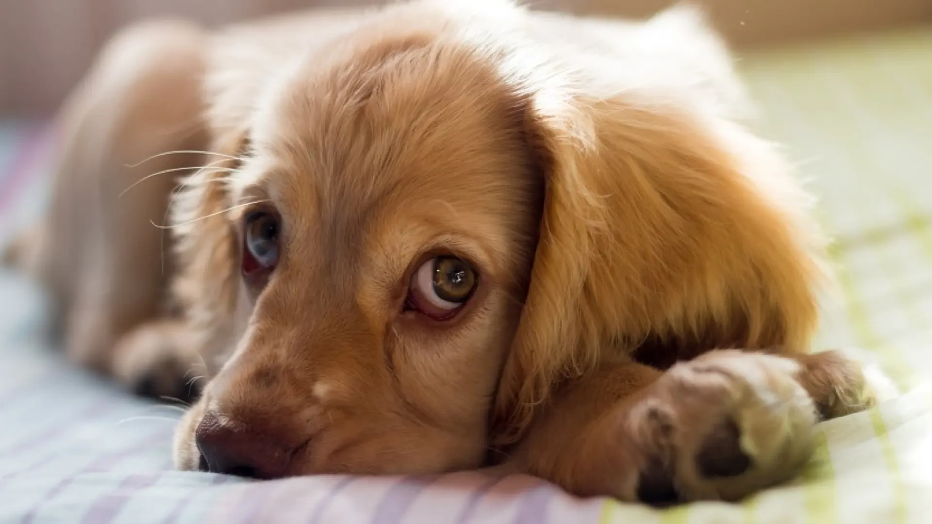 Hacer del baño un hábito: cómo enseñar a tu cachorro a controlar sus esfínteres